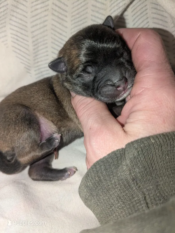 Bowie – Pug puppy for sale in Toledo, OH