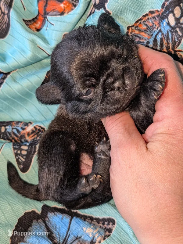 Margo 1 – Pug puppy for sale in Toledo, OH