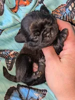 Margo 1, a female Pug for sale in Toledo, OH – 1 of 2