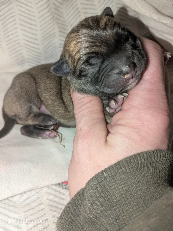 Cricket – Pug puppy for sale in Toledo, OH