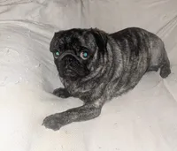 Pepper, a female Pug for sale in Toledo, OH – Photo 2 of 2