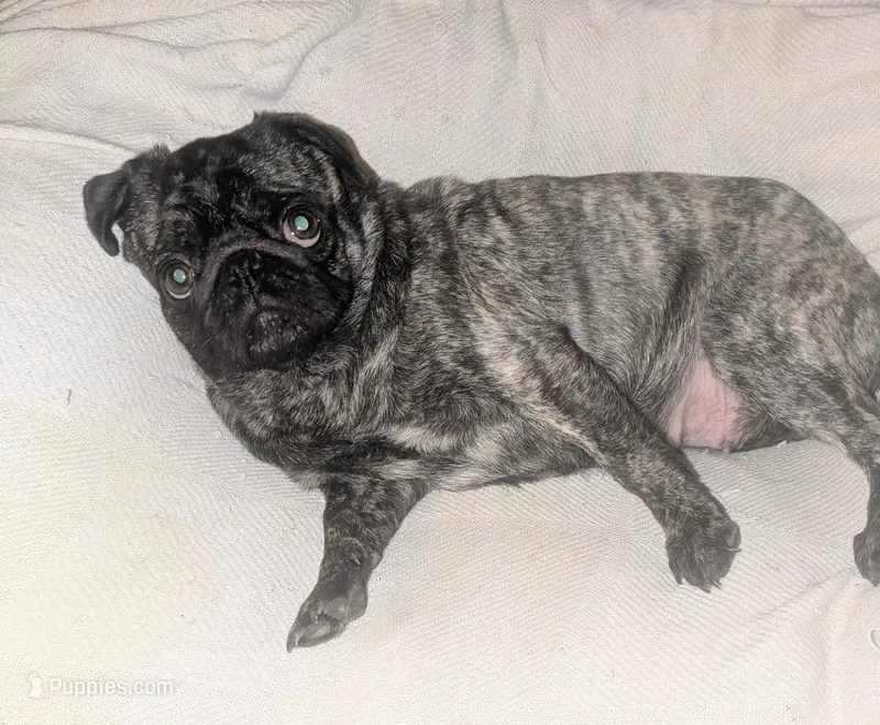 Pepper, a female Pug for sale in Toledo, OH – Photo 1 of 2