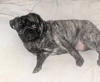Pepper, a female Pug for sale in Toledo, OH – Photo 1 of 2
