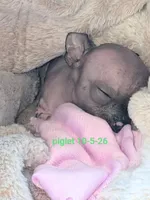 PIGLET, a male Chihuahua for sale in Toledo, OH – 3 of 6
