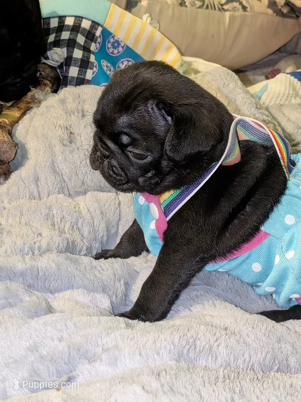 Baby Herman  – Pug puppy for sale in Toledo, OH