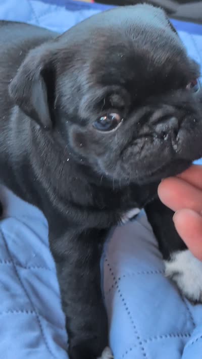 Gizmo, a male Pug for sale in Toledo, OH – 5 of 5