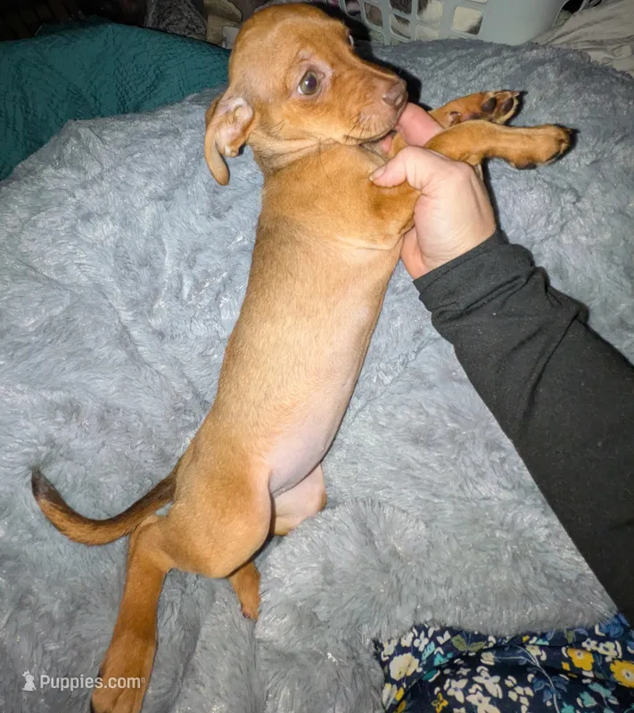 REDUCED Mary beth – Chiweenie puppy for sale in Toledo, OH