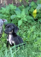 Marty, a female Chiweenie for sale in Toledo, OH – 2 of 2