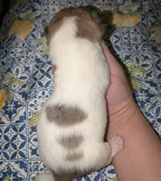 REDUCED Darla, a female Chiweenie for sale in Toledo, OH – 3 of 5