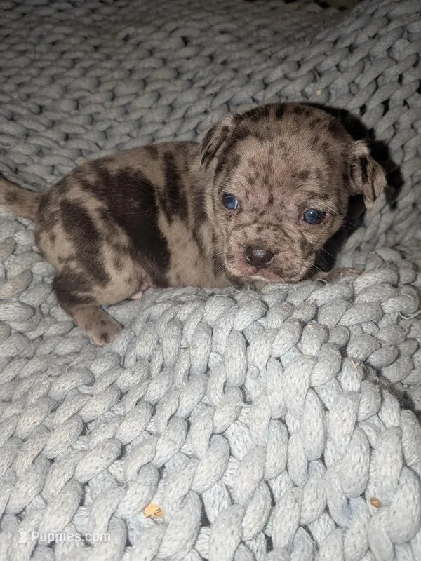 Frank – Chihuahua, Pug puppy for sale in Toledo, OH