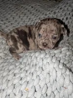 Frank, a male Chihuahua and Pug for sale in Toledo, OH – 1 of 3
