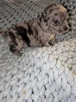 Frank, a male Chihuahua and Pug for sale in Toledo, OH – 2 of 3