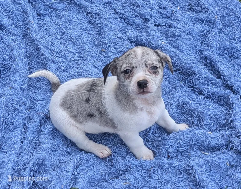 Grace – Miniature Dachshund puppy for sale in Toledo, OH