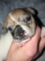 REDUCED Darla, a female Chiweenie for sale in Toledo, OH – 4 of 5