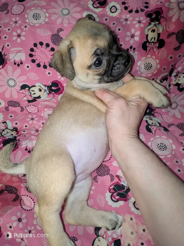 Chi chi – Chihuahua, Pug puppy for sale in Toledo, OH