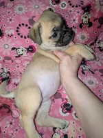 Chi chi, a female Chihuahua and Pug for sale in Toledo, OH – 1 of 3