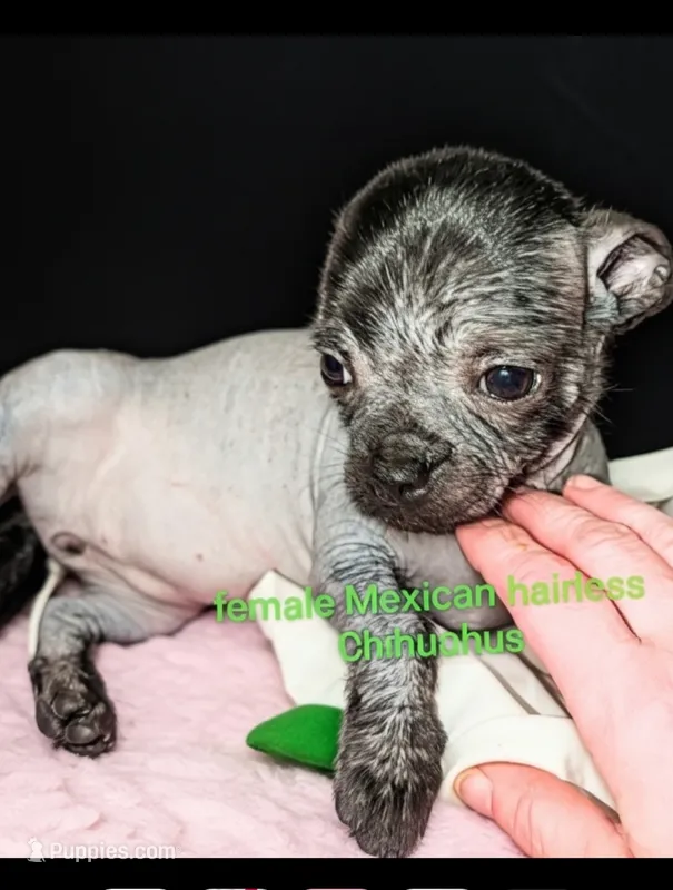 Cricket – Xoloitzcuintli puppy for sale in Toledo, OH
