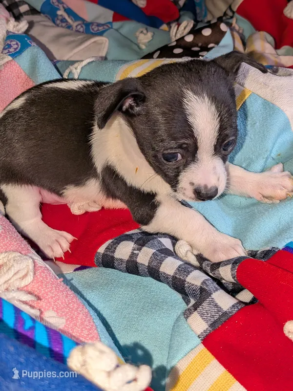 Chance  – Chihuahua, Chinese Crested puppy for sale in Toledo, OH