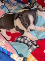 Chance , a male Chihuahua and Chinese Crested for sale in Toledo, OH – 1 of 3