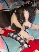 Chance , a male Chihuahua and Chinese Crested for sale in Toledo, OH – 3 of 3