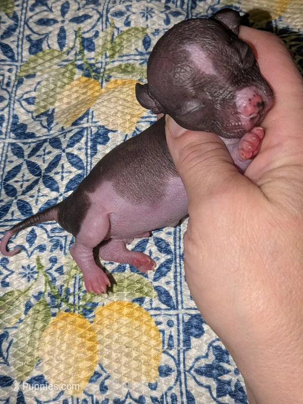 Little man – Chinese Crested puppy for sale in Toledo, OH