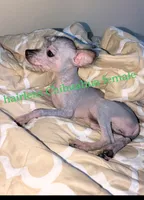 Echo , a female Chihuahua and Chinese Crested for sale in Toledo, OH – 1 of 1
