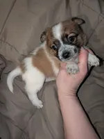Nacey, a female Chihuahua for sale in Toledo, OH – 1 of 1