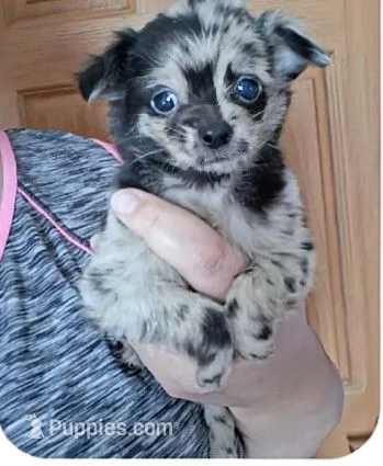 Merlin – Chihuahua puppy for sale in Toledo, OH
