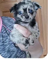 Merlin, a male Chihuahua for sale in Toledo, OH – 1 of 2