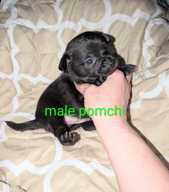 Lance – Chihuahua, Pomchi puppy for sale in Toledo, OH