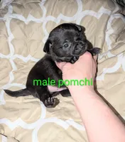  REDUCED Lance, a male Chihuahua and Pomchi for sale in Toledo, OH – 2 of 8