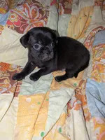 Chico, a male Chihuahua and Pug for sale in Toledo, OH – 1 of 1