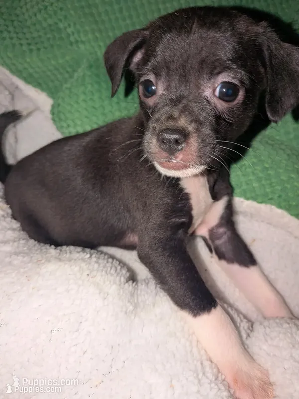 Bruce  – Xoloitzcuintli, Chihuahua puppy for sale in Toledo, OH