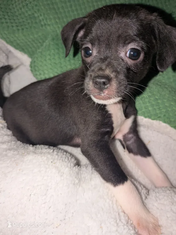 Bruce  – Xoloitzcuintli, Chihuahua puppy for sale in Toledo, OH