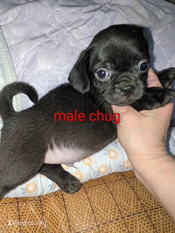 Chico – Chihuahua, Pug puppy for sale in Toledo, OH