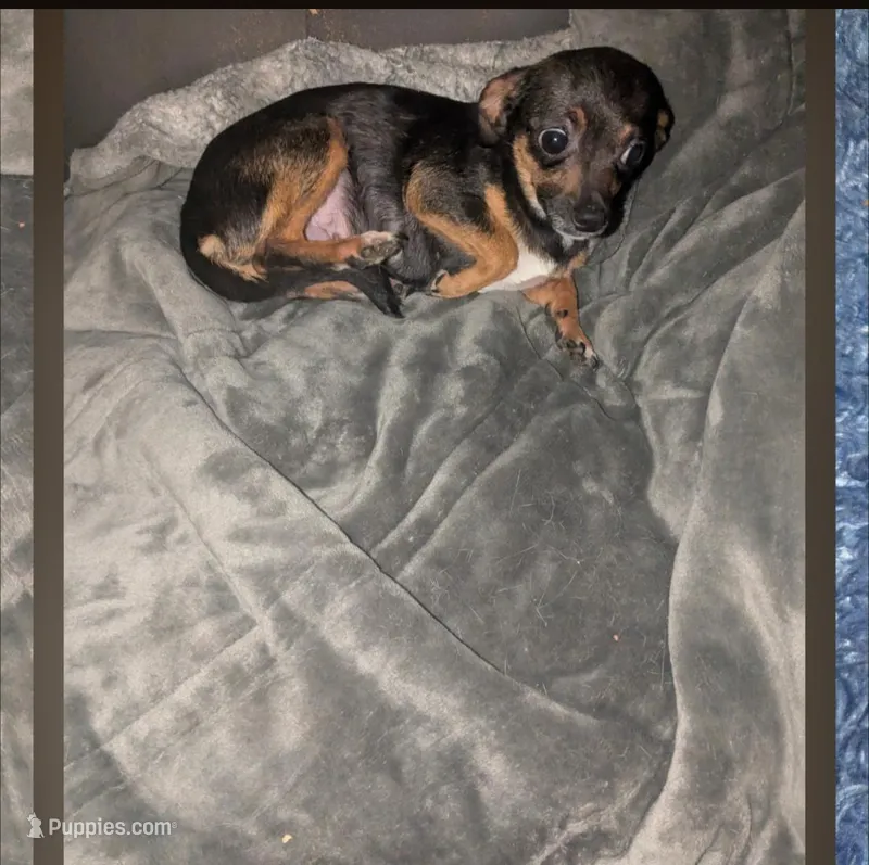 Vicky  – Chihuahua puppy for sale in Toledo, OH
