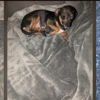 Vicky , a female Chihuahua for sale in Toledo, OH – Photo 1 of 3