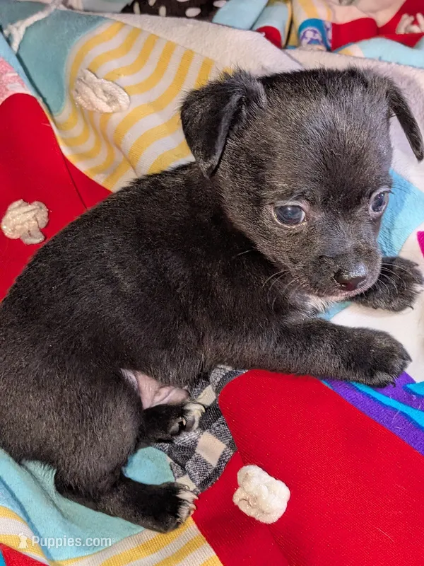 Manny – Chihuahua, Chinese Crested puppy for sale in Toledo, OH