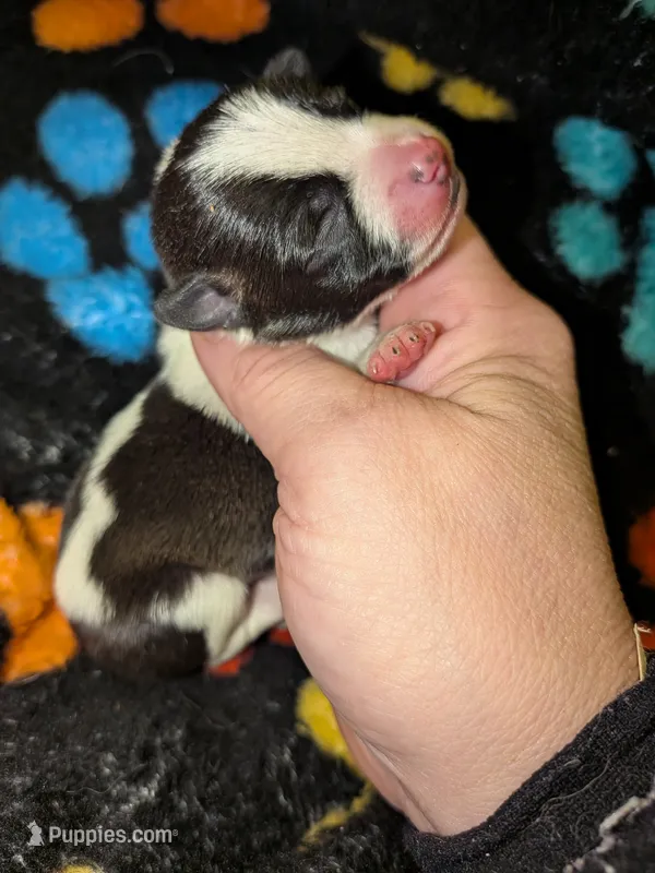 Cow – Chinese Crested puppy for sale in Toledo, OH
