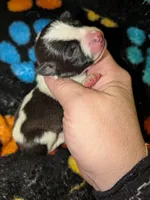 Cow, a female Chinese Crested for sale in Toledo, OH – 1 of 2