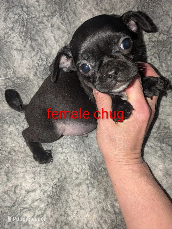 Finley  – Chug puppy for sale in Toledo, OH