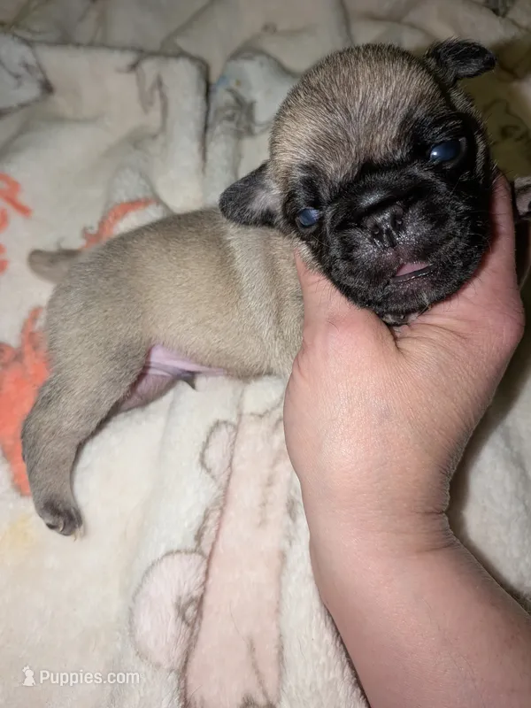 Mario – Pug puppy for sale in Toledo, OH