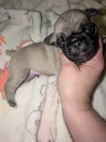 Mario, a male Pug for sale in Toledo, OH – 3 of 6