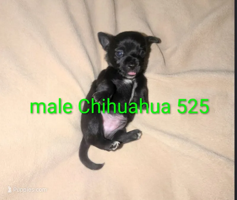 Bear – Chihuahua puppy for sale in Toledo, OH