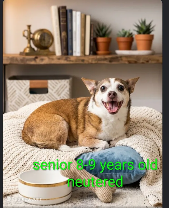 Diego – Chihuahua puppy for sale in Toledo, OH