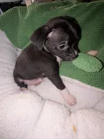 Bruce , a male Xoloitzcuintli and Chihuahua for sale in Toledo, OH – 2 of 2