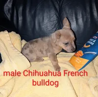 Poppy, a male French Bulldog and Chihuahua for sale in Toledo, OH – 2 of 5