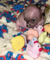 PIGLET, a male Chihuahua for sale in Toledo, OH – 4 of 6