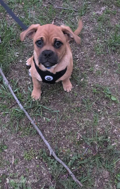 Miles – Pug puppy for sale in Toledo, OH