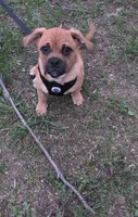 Miles, a male Pug for sale in Toledo, OH – 1 of 2
